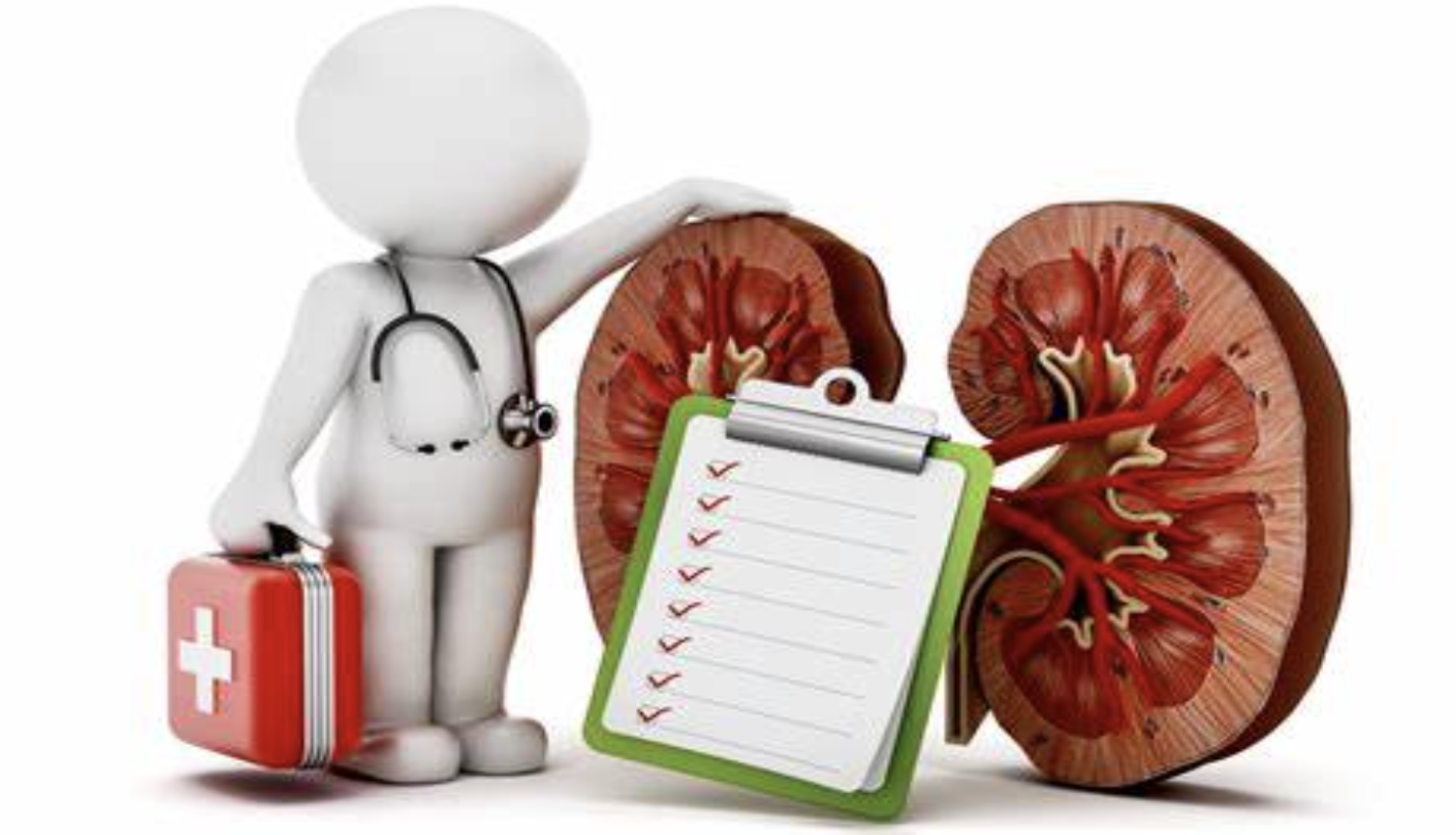 kidney 5.png kidney 5.png