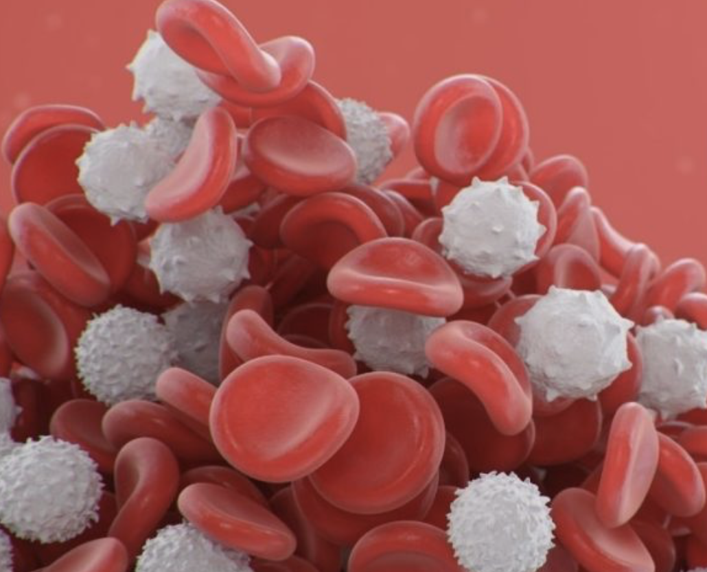 white blood count.png