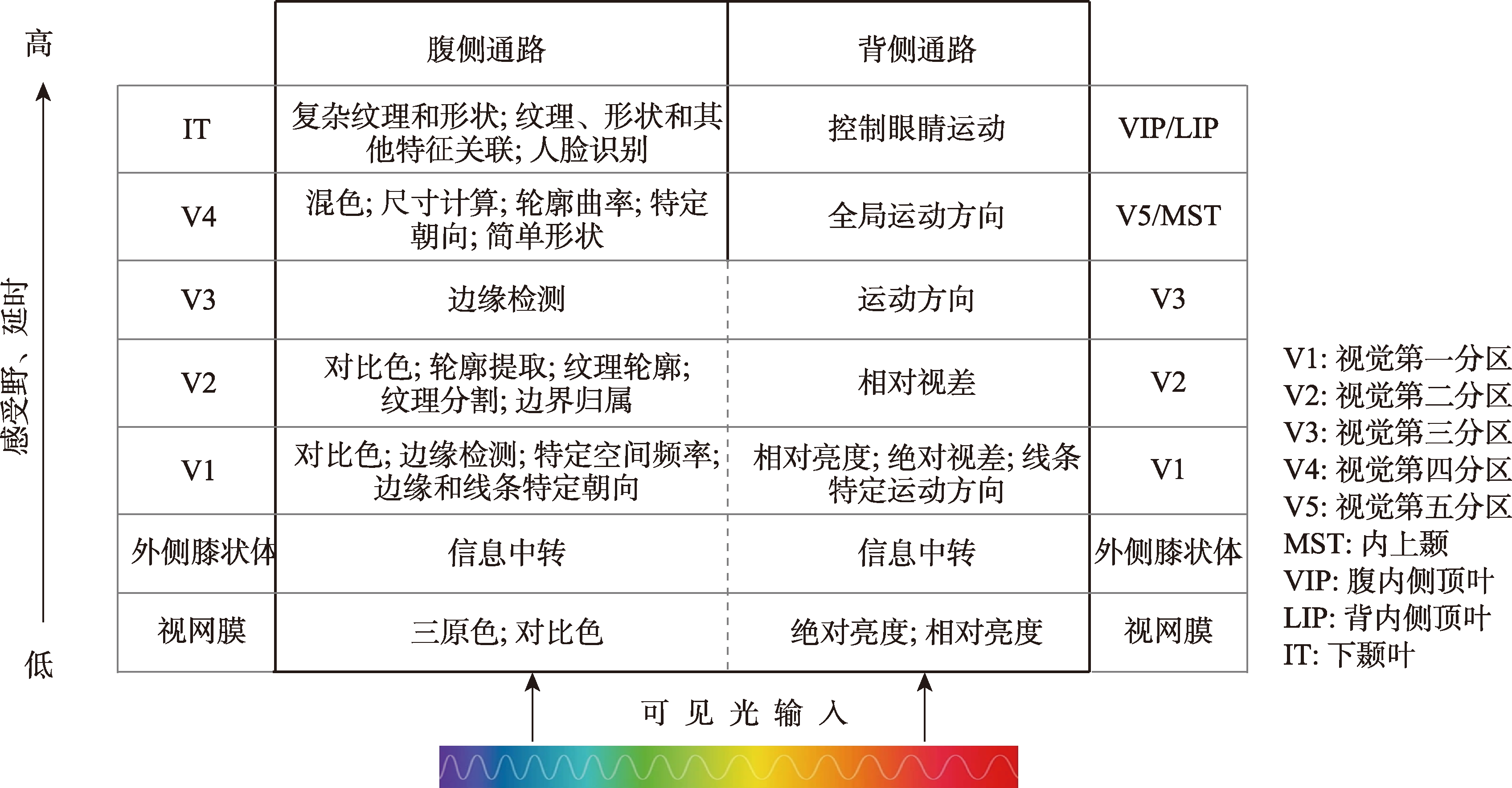 视觉区域神经元功能